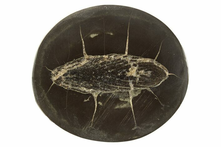 Polished Fish Coprolite (Fossil Poo) Nodule Half - Scotland #315182